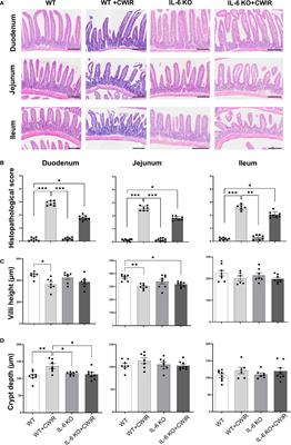 Knockout of IL-6 mitigates cold water-immersion restraint stress-induced intestinal epithelial injury and apoptosis